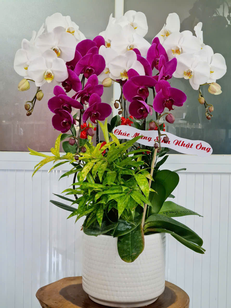 Lan Hồ Điệp Tết 35