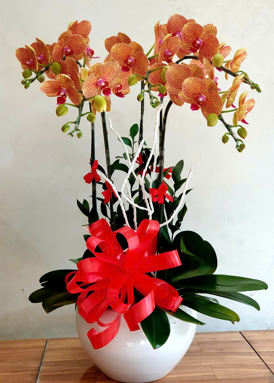 Bình Lan Hồ Điệp – Vẻ Đẹp Thanh Tao
