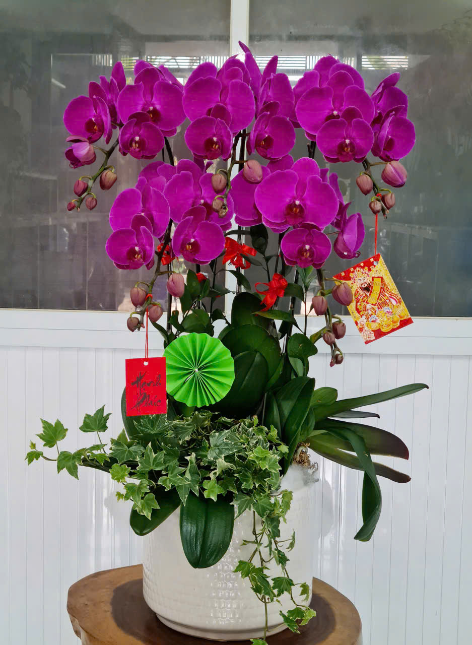 Lan Hồ Điệp Tết 36