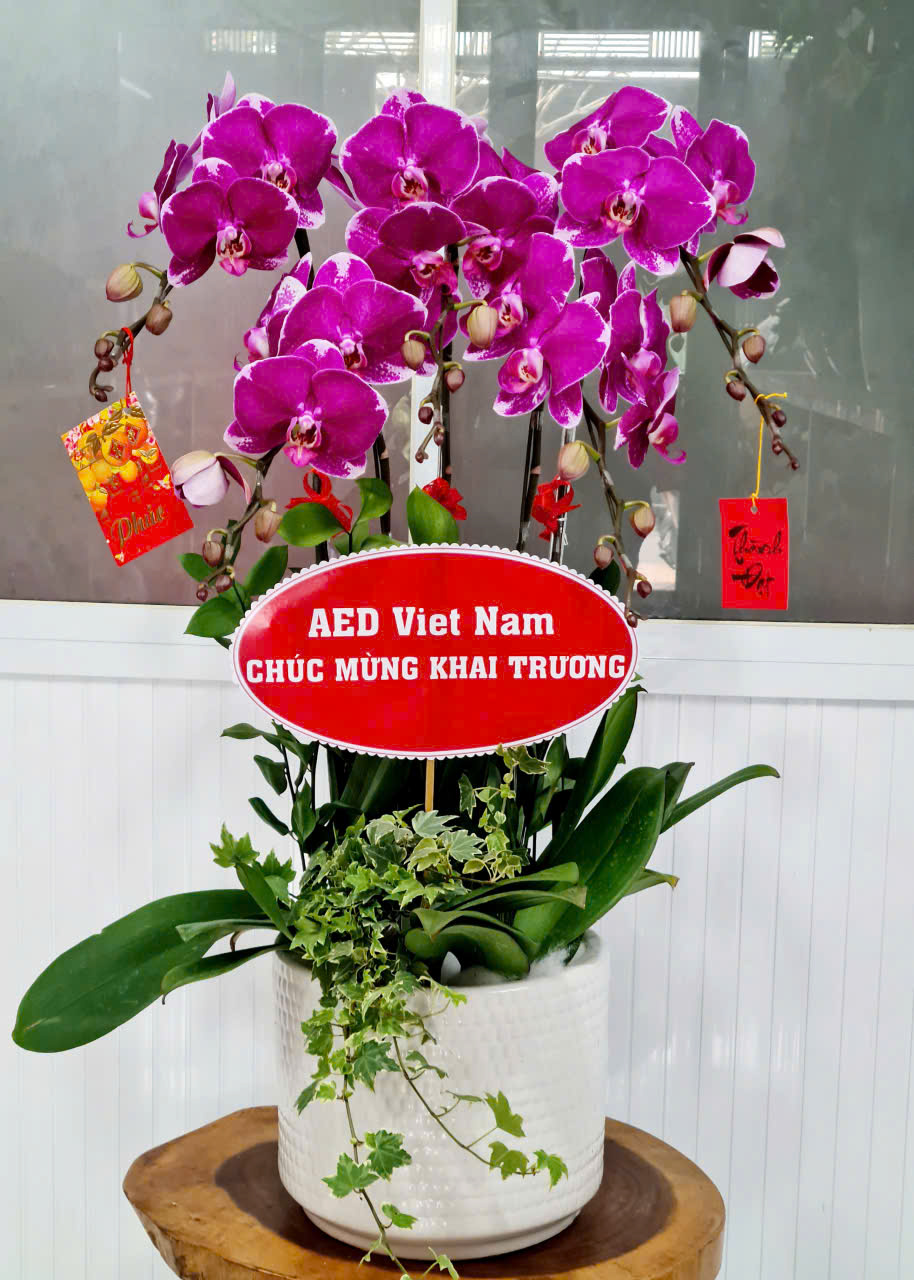 Lan Hồ Điệp Tết 37