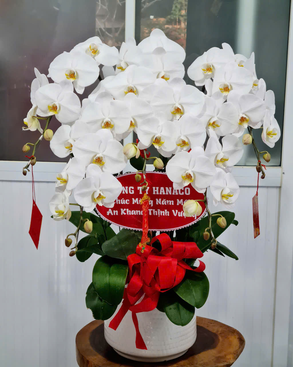 Lan Hồ Điệp Tết 38