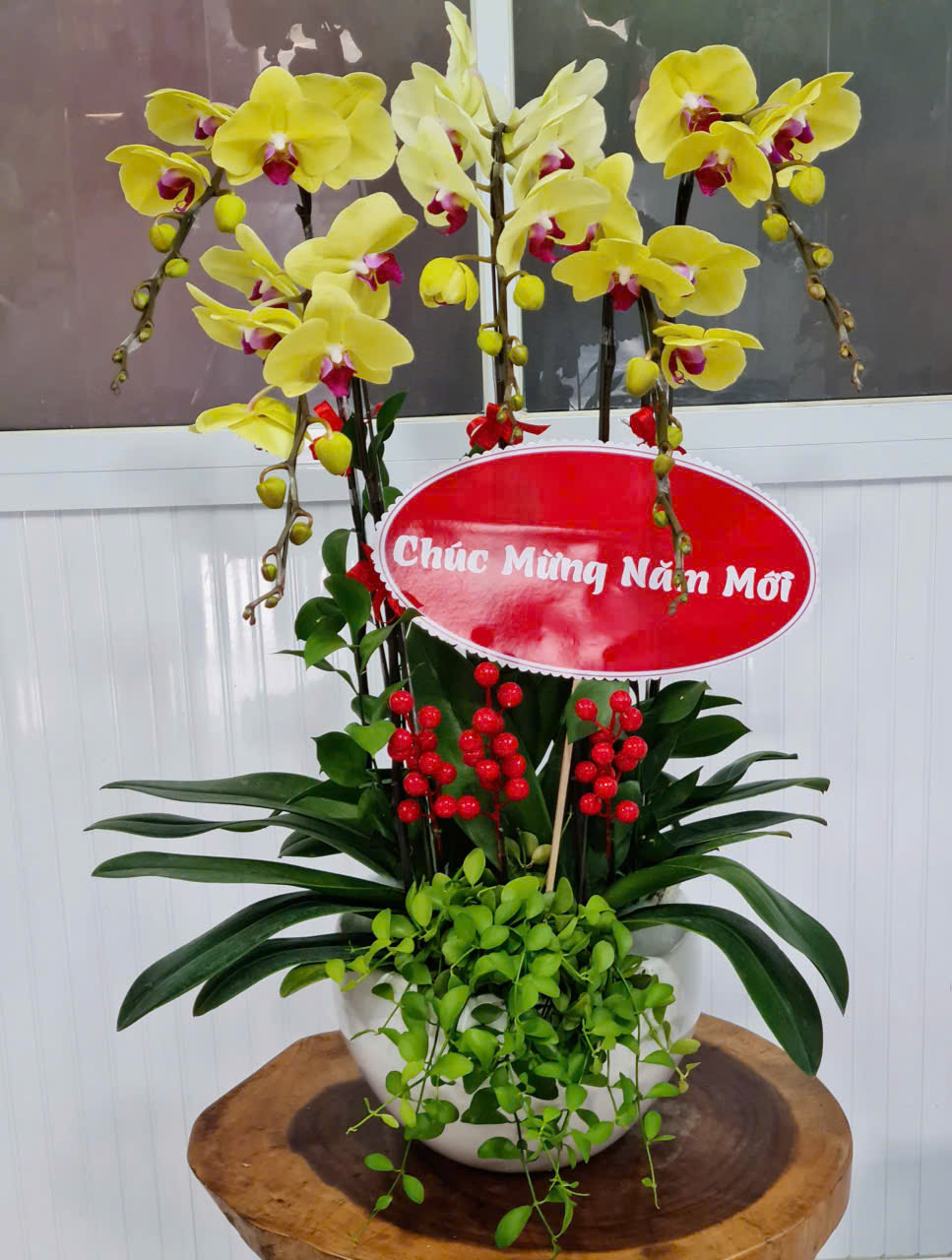 Lan Hồ Điệp Tết 39