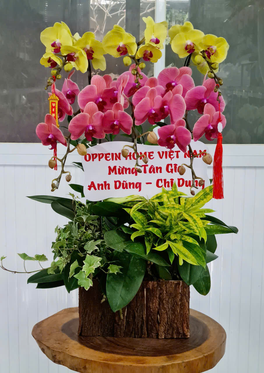 Lan Hồ Điệp Tết 40