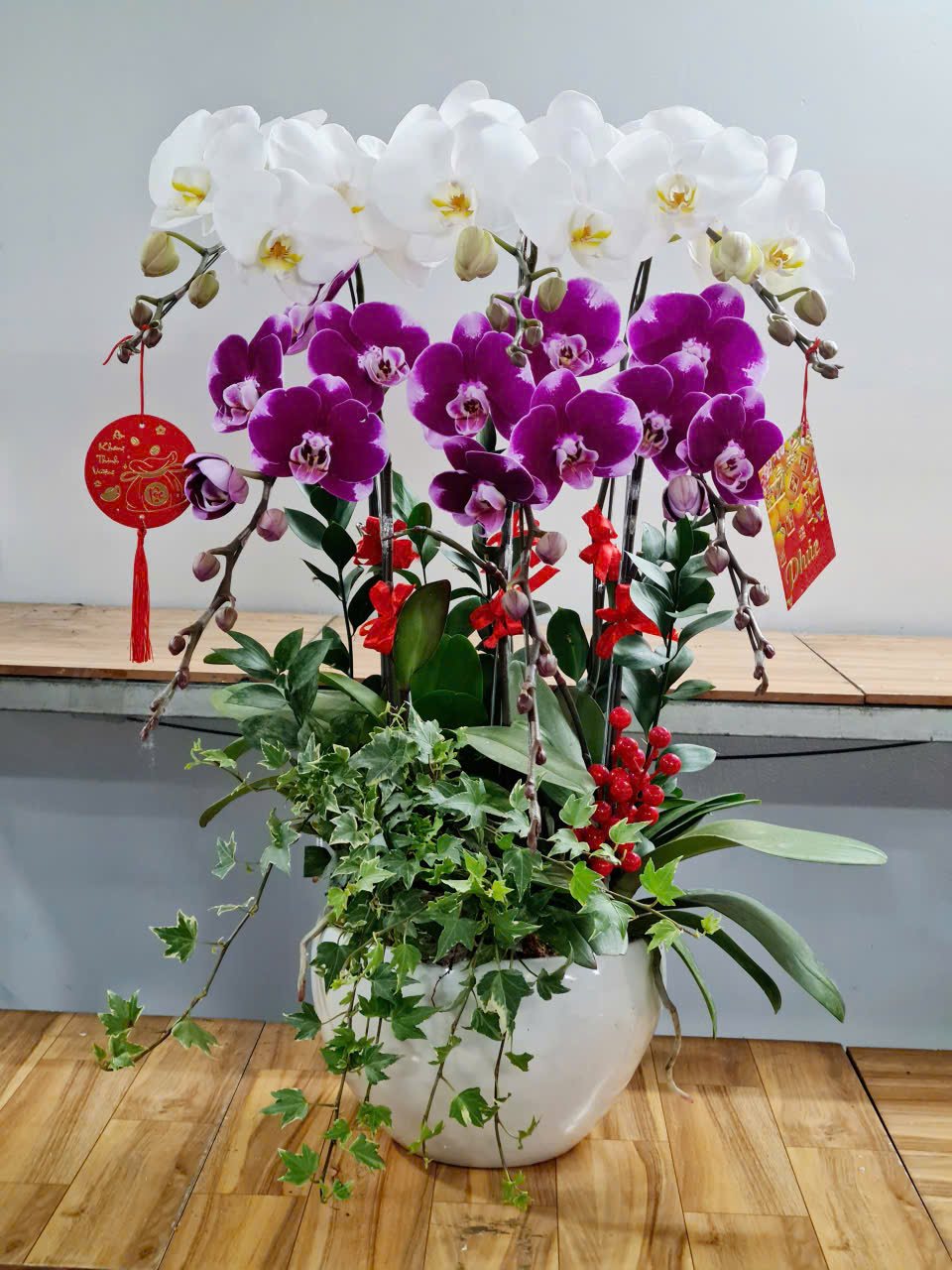 Lan Hồ Điệp Tết 41