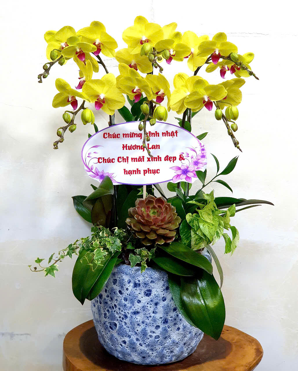 Shop Hoa Lan Hồ Điệp Nhiều Mẫu Đẹp - Địa Chỉ Uy Tín Cho Người Yêu Hoa