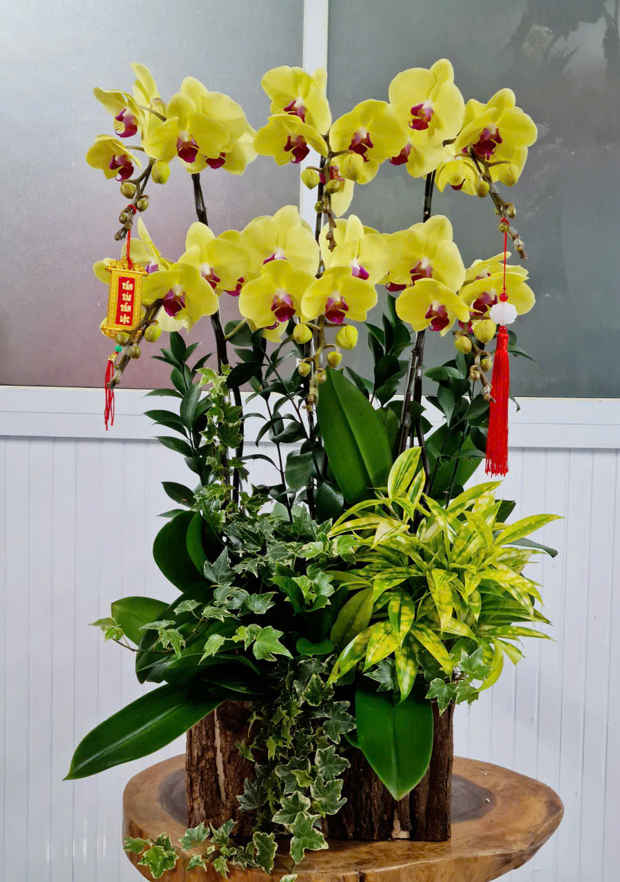 Lan Hồ Điệp Tết 44