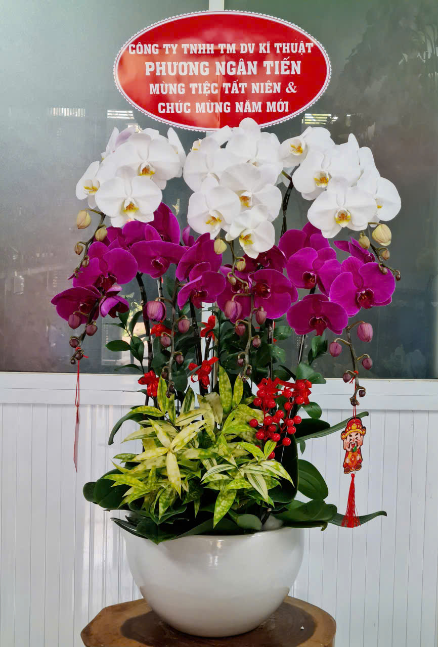 Lan Hồ Điệp Tết 45