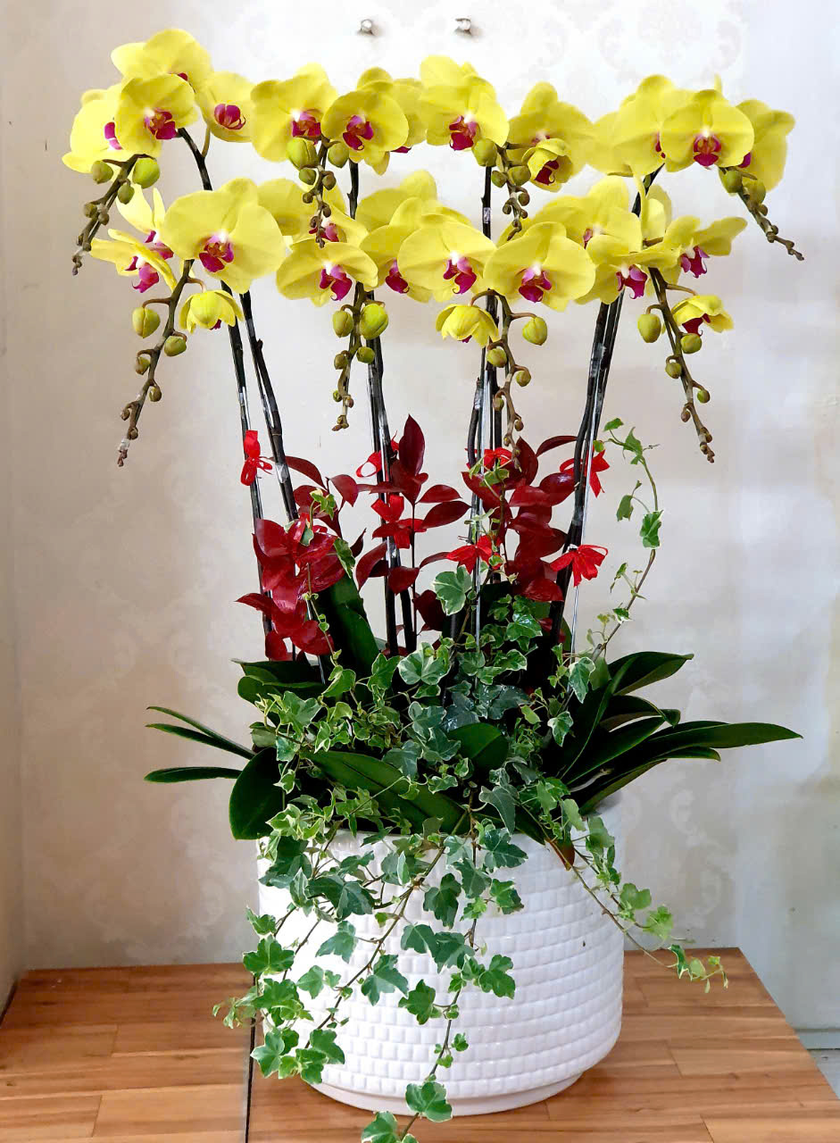 Lan Hồ Điệp Quý Phái: Biểu Tượng Của Đẹp Sang Trọng