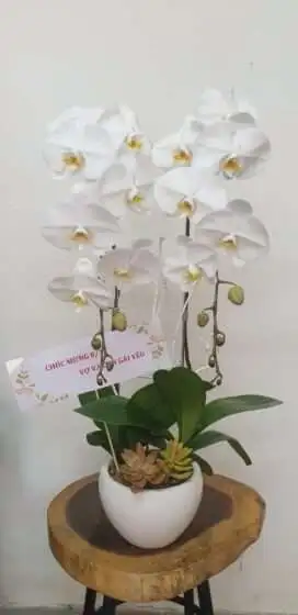 Hoa Lan Hồ Điệp SN008