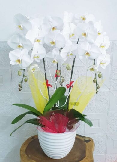 Hoa Lan Hồ Điệp SN012