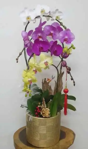 Hoa Lan Hồ Điệp SN010