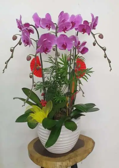 Hoa Lan Hồ Điệp SN007