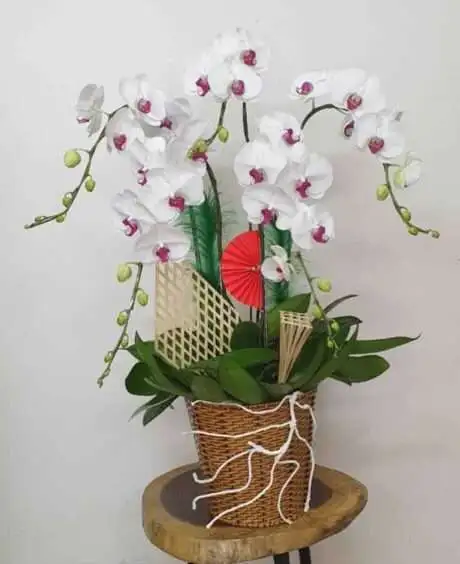 Hoa Lan Hồ Điệp SN013