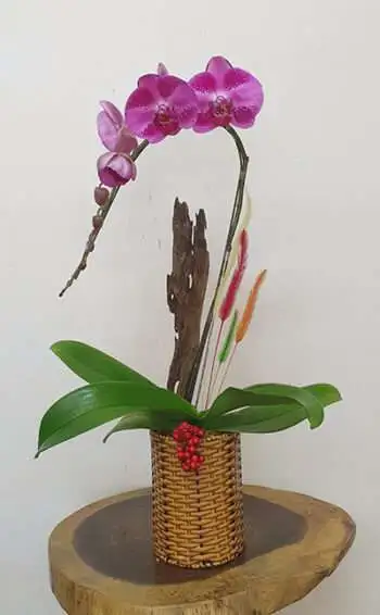 Hoa Lan Hồ Điệp SN009