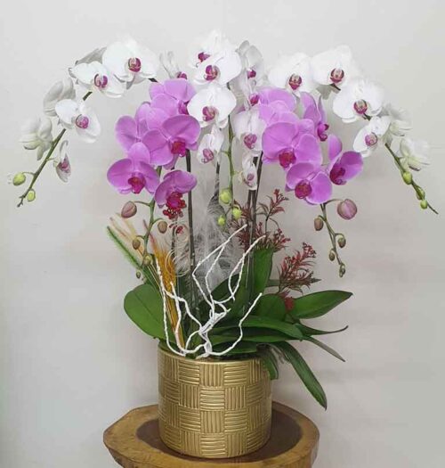 Hoa Lan Hồ Điệp SN014