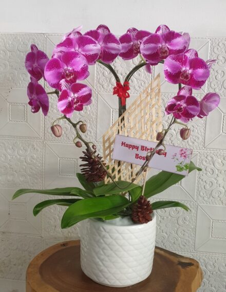 Hoa Lan Hồ Điệp SN022