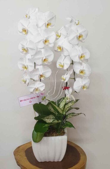 Hoa Lan Hồ Điệp SN018