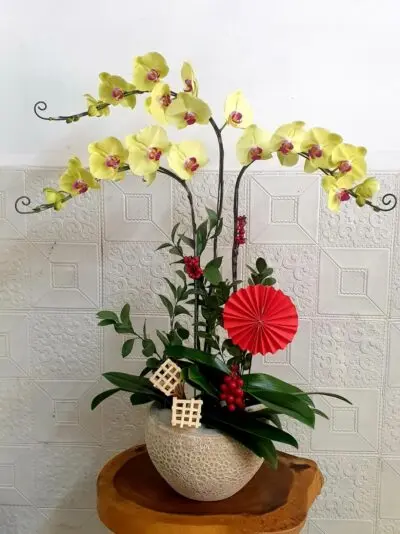 Hoa Lan Hồ Điệp SN024