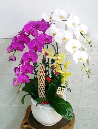 Hoa Lan Hồ Điệp SN023