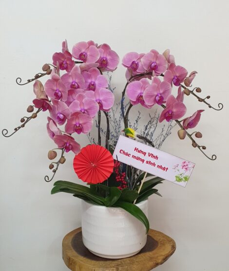 Hoa Lan Hồ Điệp SN020