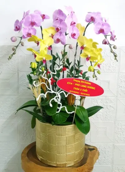 Hoa Lan Hồ Điệp SN026