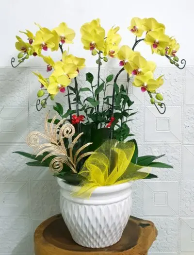 Hoa Lan Hồ Điệp SN027