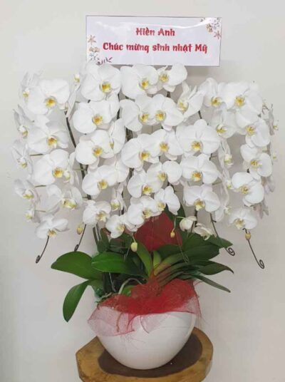 Hoa Lan Hồ Điệp SN017