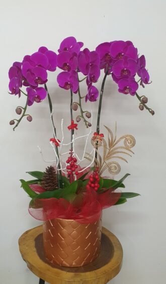 Hoa Lan Hồ Điệp SN021