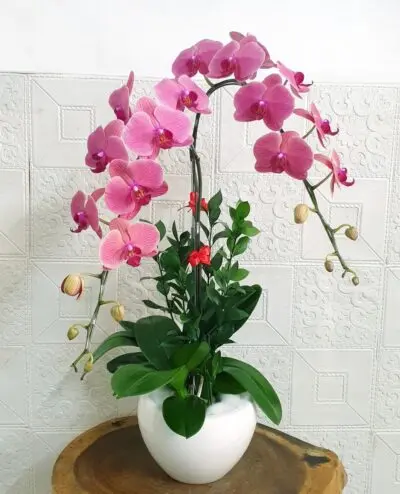 Hoa Lan Hồ Điệp SN036