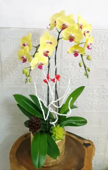 Hoa Lan Hồ Điệp SN039