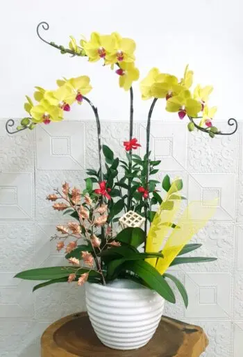 Hoa Lan Hồ Điệp SN028