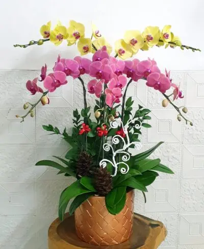 Hoa Lan Hồ Điệp SN034