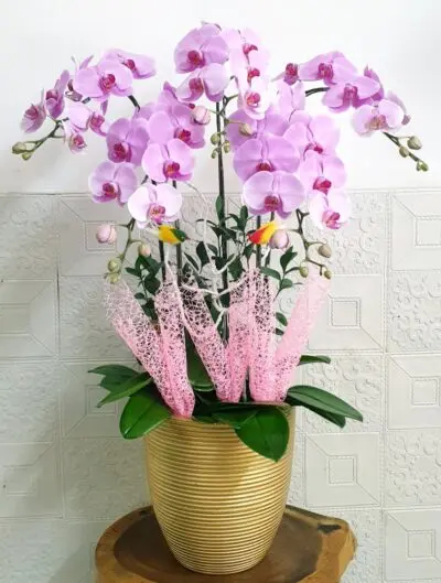 Hoa Lan Hồ Điệp SN030