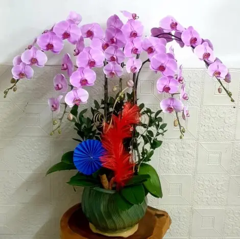 Hoa Lan Hồ Điệp SN031