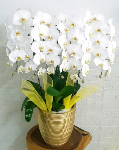 Hoa Lan Hồ Điệp SN035