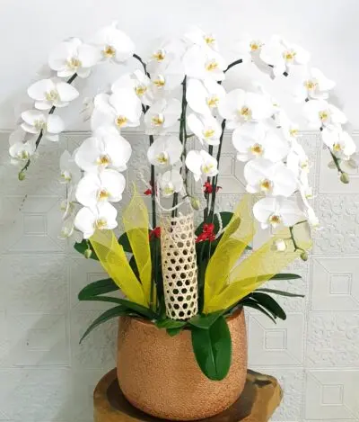 Hoa Lan Hồ Điệp SN029