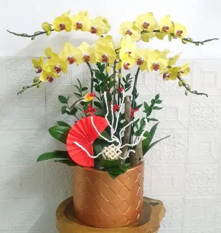 Hoa Lan Hồ Điệp SN032