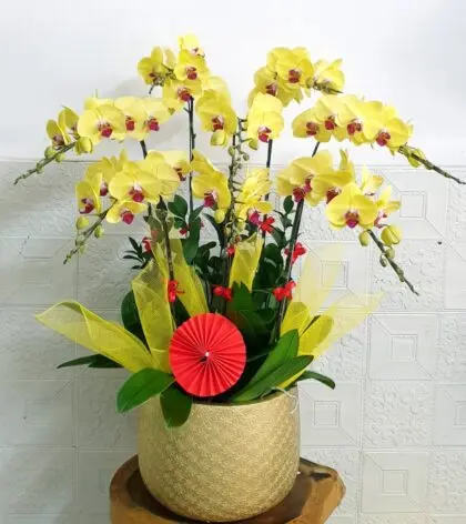 Hoa Lan Hồ Điệp SN033