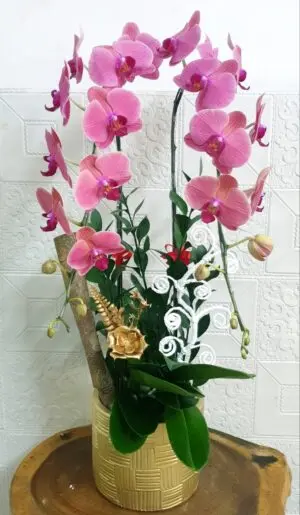 Hoa Lan Hồ Điệp SN042