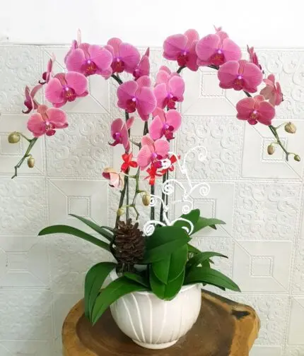 Hoa Lan Hồ Điệp SN041