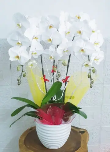 Hoa Lan Hồ Điệp SN044