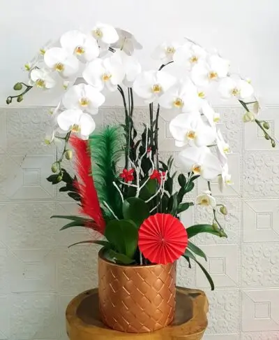 Hoa Lan Hồ Điệp SN049