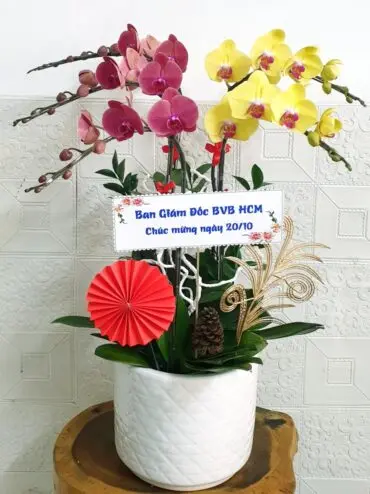 Hoa Lan Hồ Điệp SN047