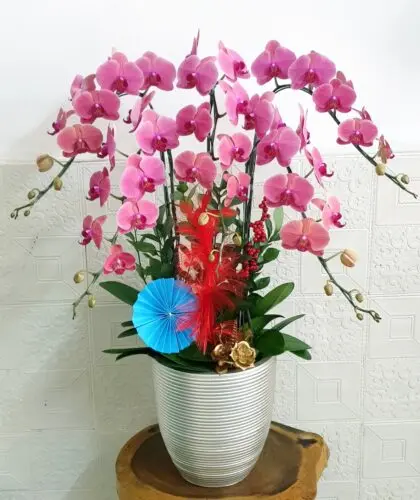 Hoa Lan Hồ Điệp SN040