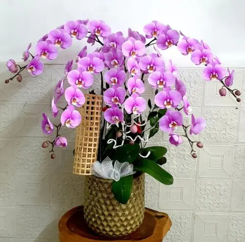 Hoa Lan Hồ Điệp SN043