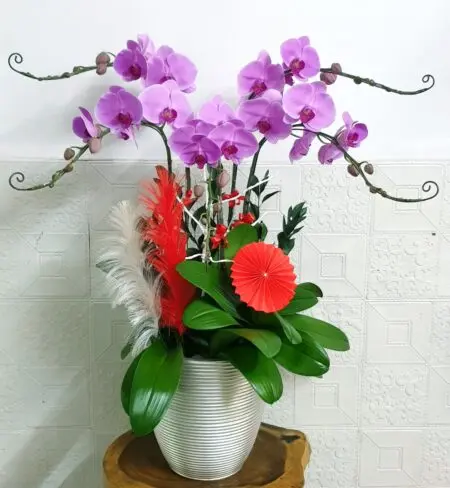 Hoa Lan Hồ Điệp SN050