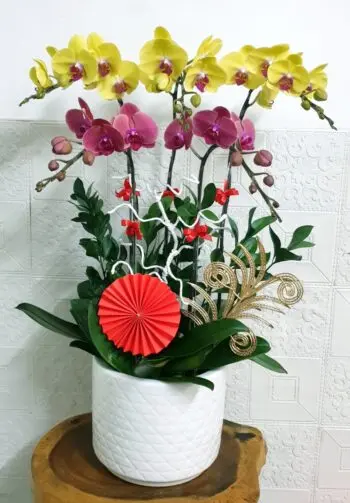 Hoa Lan Hồ Điệp SN046