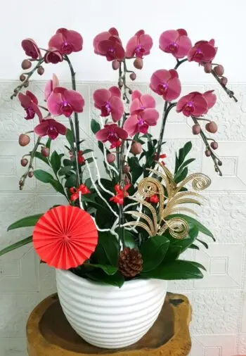 Hoa Lan Hồ Điệp SN048