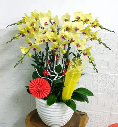 Hoa Lan Hồ Điệp SN045