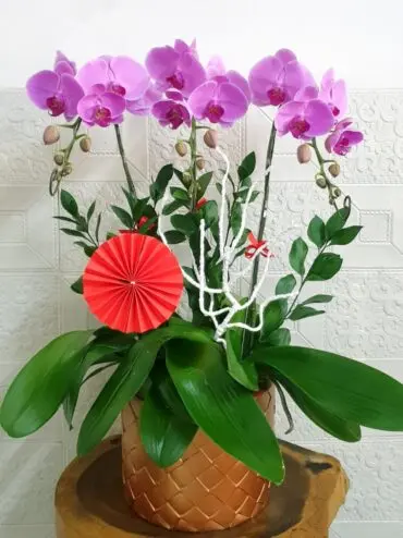 Hoa Lan Hồ Điệp SN052